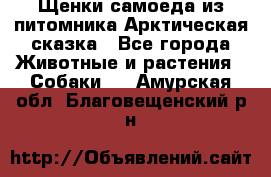 Щенки самоеда из питомника Арктическая сказка - Все города Животные и растения » Собаки   . Амурская обл.,Благовещенский р-н